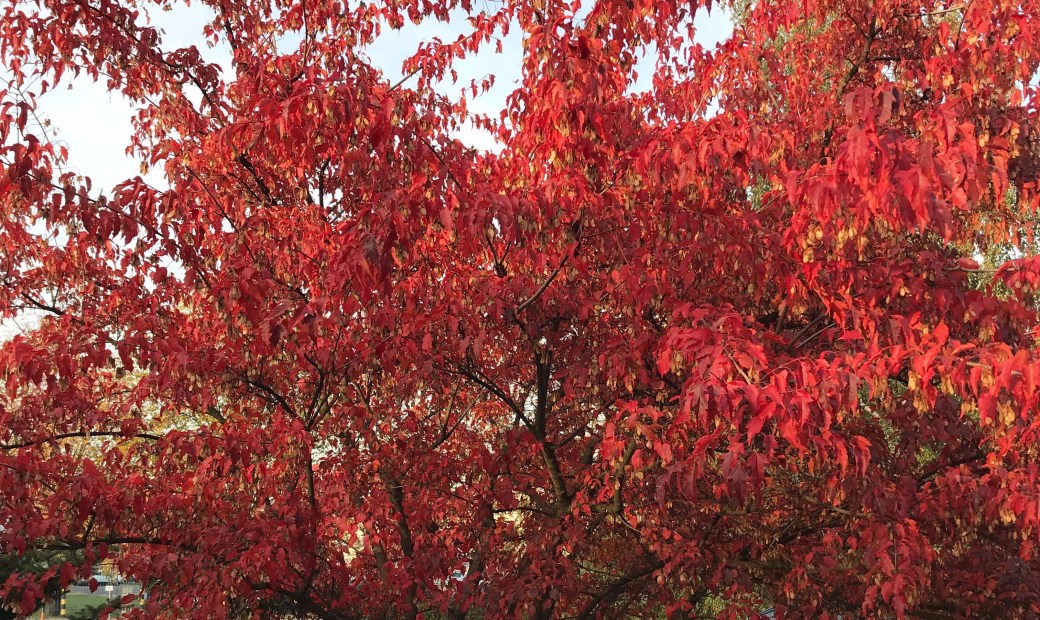 today the love is red