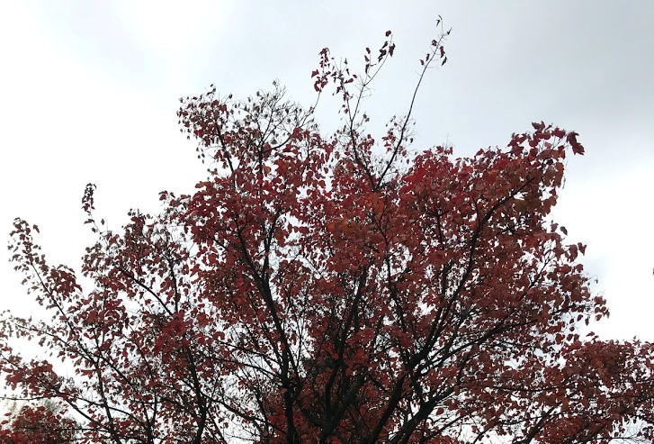 today the love is red