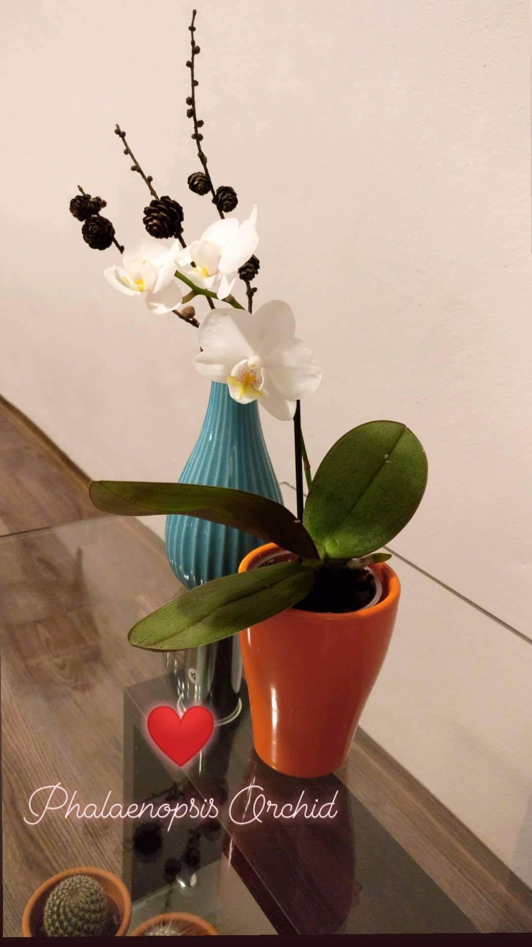 29th Oct'18 Orchid special