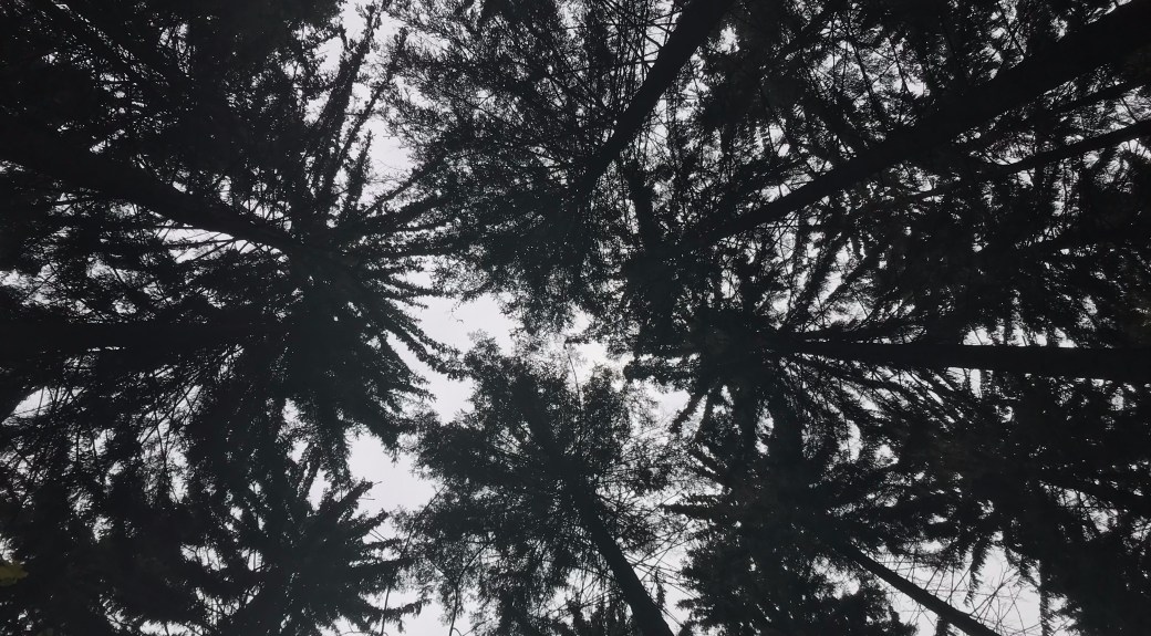 trees are the best teacher